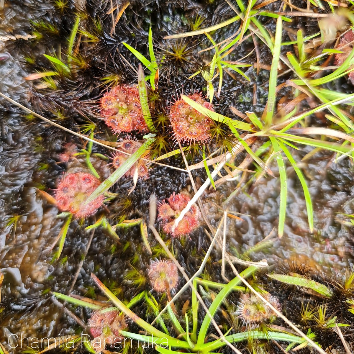 Drosera burmanni Vahl